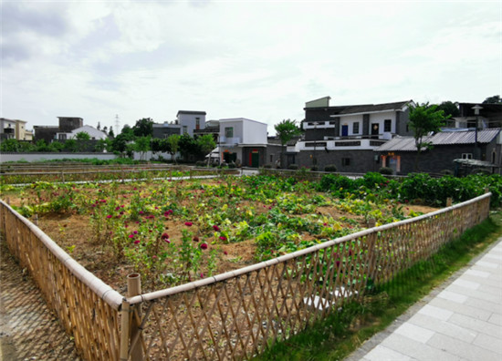 上洲村开辟了众多"小菜园""小花园",给村庄风貌增添不少色彩.