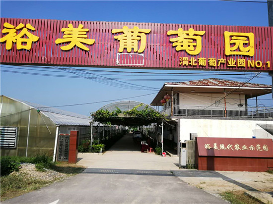 裕美葡萄园——渭北葡萄产业园