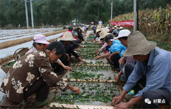 央视农业节目致富经_农林卫视致富经_陕西农林卫视致富经