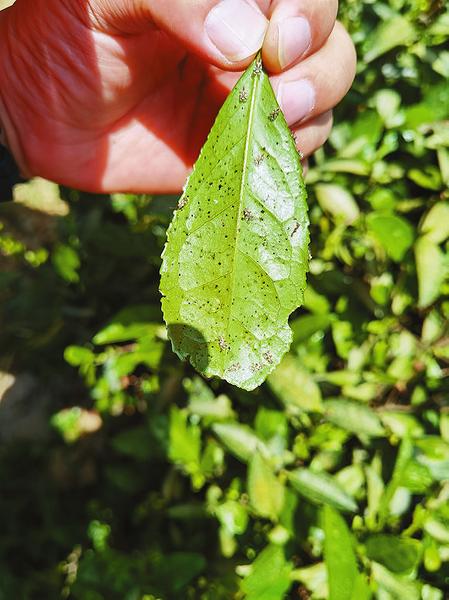 专家支招茶网蝽防治知识及技巧