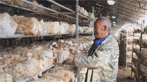 陕西佳县:扶贫农场里的脱贫“翻身仗”