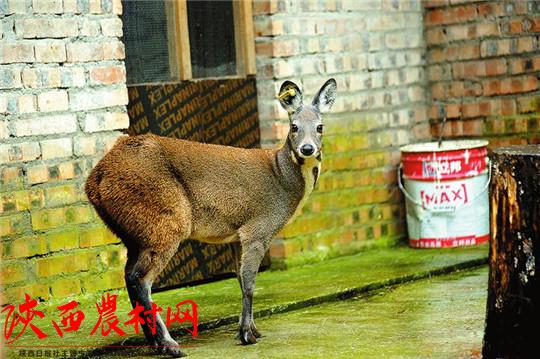 养殖5个林麝多少钱投资 养20头林麝一年赚多少钱
