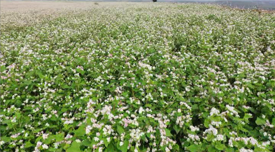 府谷 乡村有美景致富有途径 陕西农村网