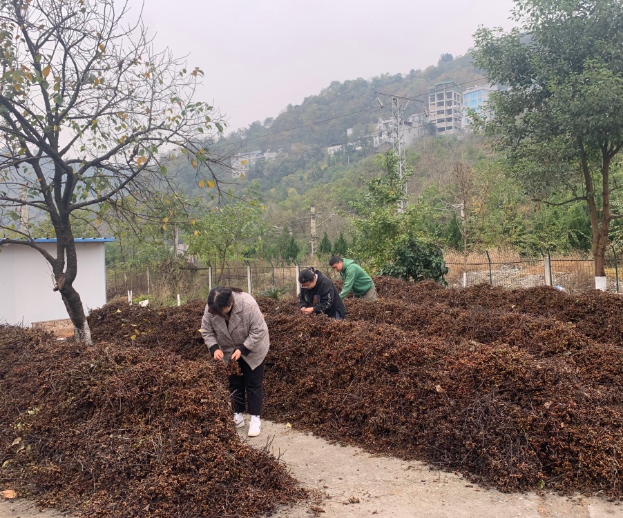 陕西旬阳县:小拐枣成大器