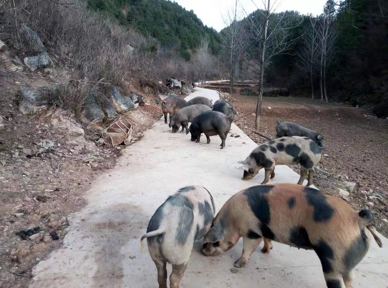 商南县有多少人口_商南县地图(3)