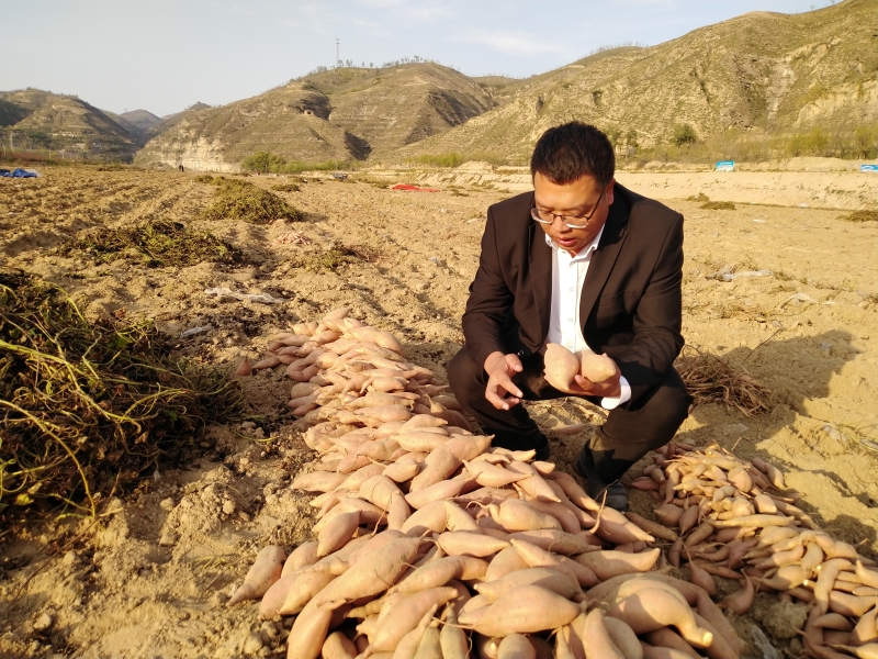 助农推销绥德县沙地红薯