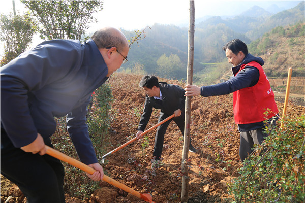 汉阴城关镇种下一片林为美丽乡村锦上添花