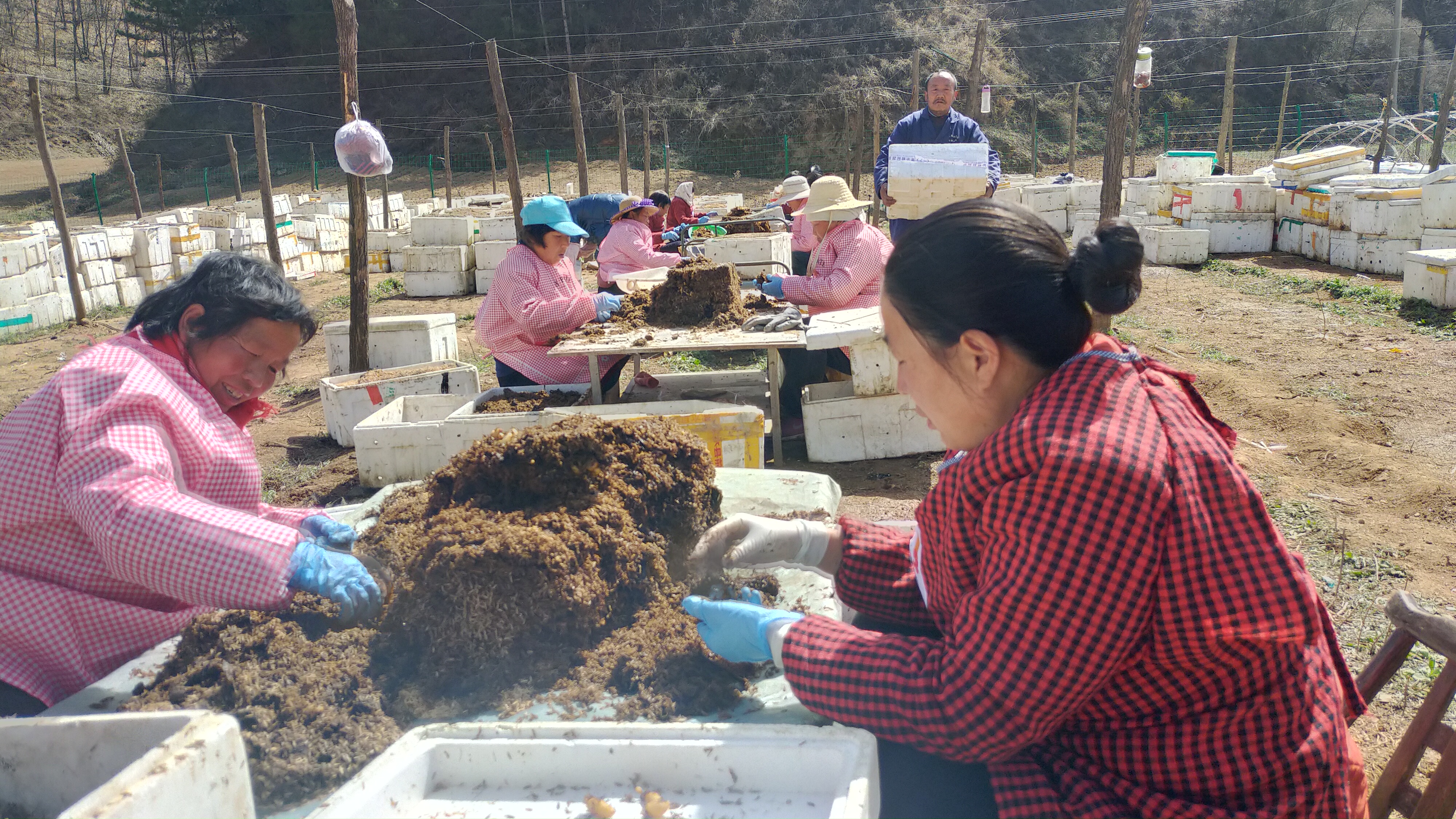 3月23日,洛南县景村镇沙坪村天麻繁殖育种基地一片忙碌,群众正在收获