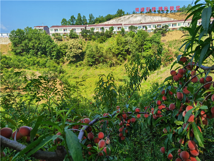汉阴县涧池镇马鞍桥村三联桃园结硕果