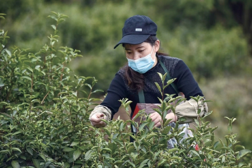 擦亮农垦茶金字招牌
