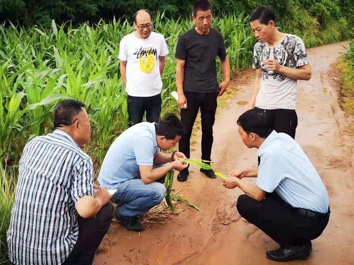 铜川:宜君农技干部田间地头解民忧_陕西农村网