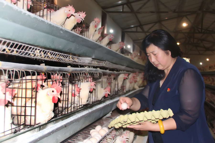 鸡舍“当家人” 带动更多乡亲过上好日子——记西安市.jpg