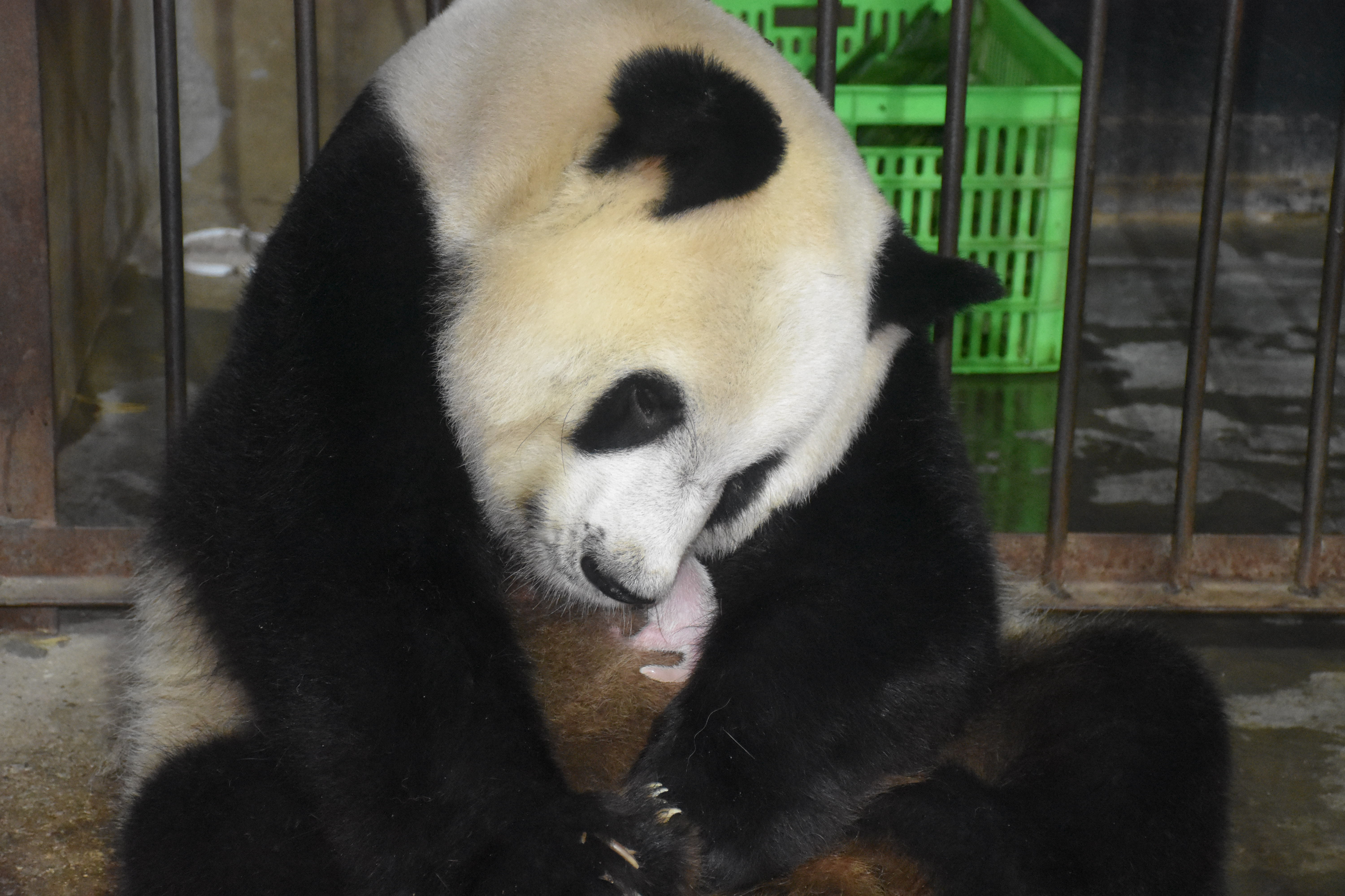 秦岭大熊猫丫丫诞下一对龙凤胎