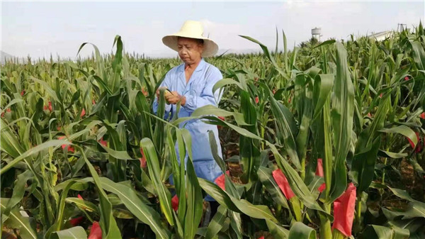 育种专家的新春心愿③窦秉德让鲜食玉米成为致富产业