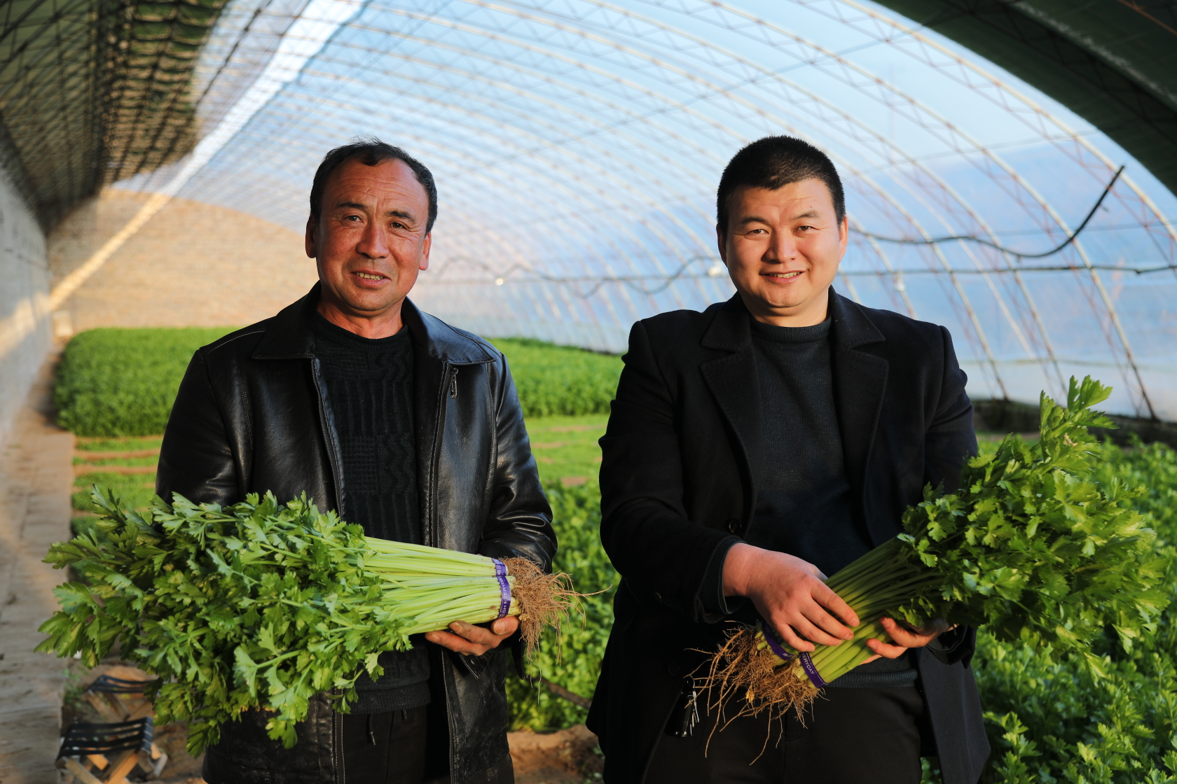 榆阳张滩村麦芹喜丰收以芹致富