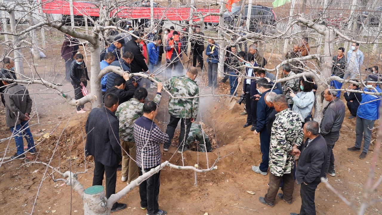 黃陵多措並舉防霜凍幹群齊力保花忙