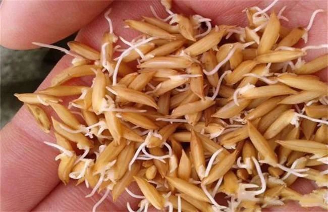 水稻育种专家解答水稻播种前注意事项