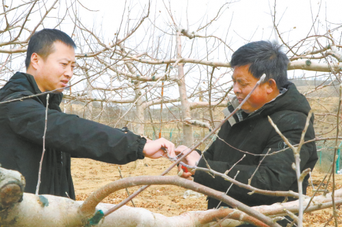 边防教果农如何剪枝