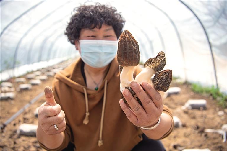 采摘羊肚菌组图