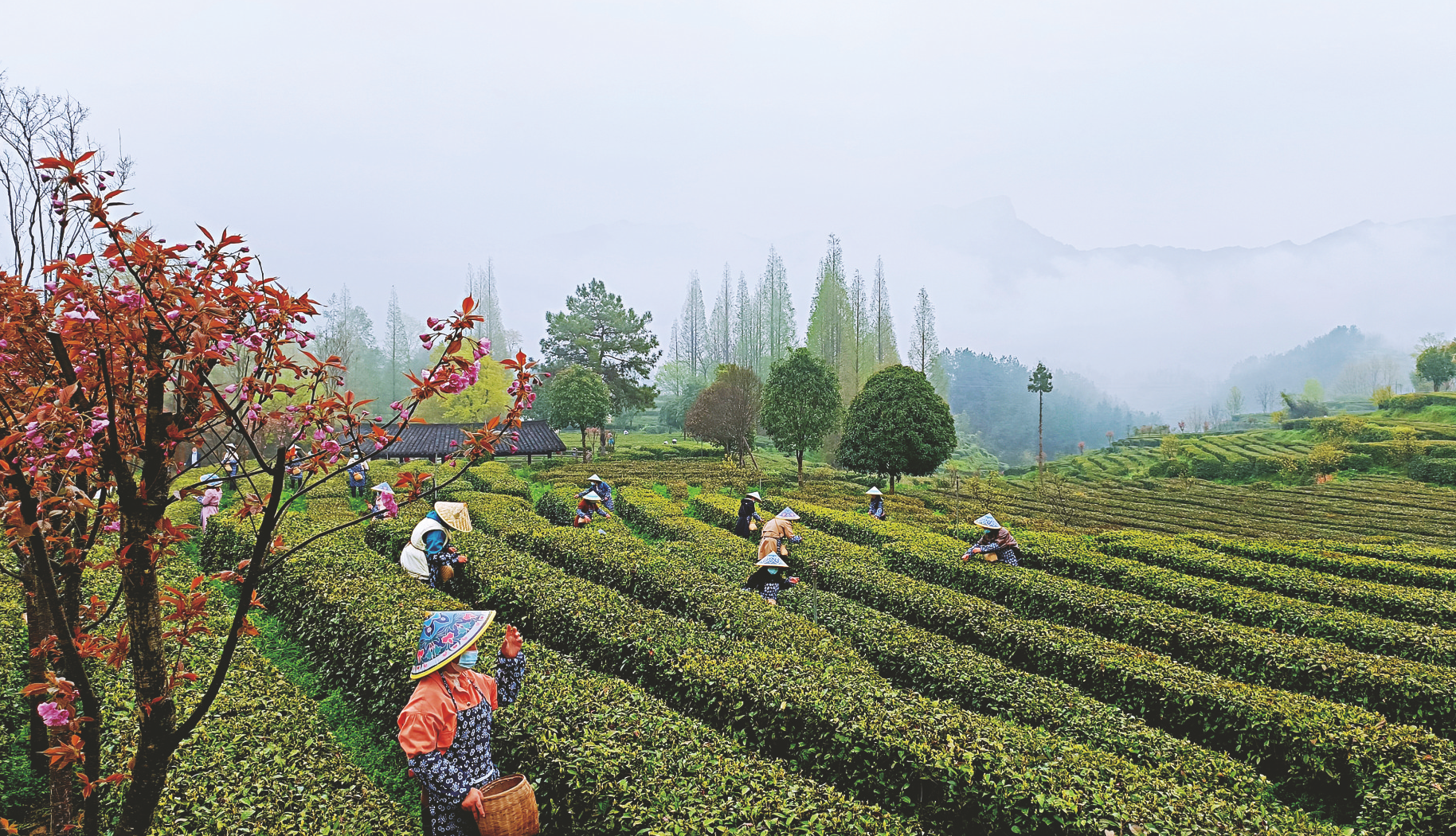 日前,宁强县高寨子街道茶农在玉皇观茶园采摘春茶.