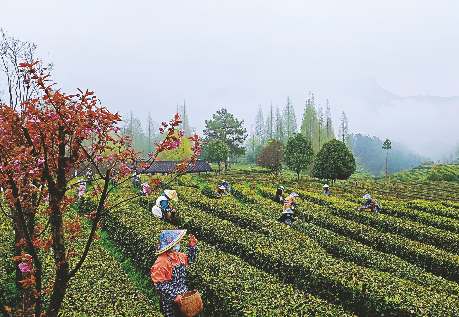 日前,汉中宁强县高寨子街道茶农在玉皇观茶园采摘春茶.