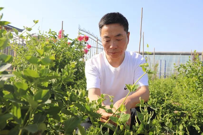 乡村振兴看杨凌 | 三村联手“花海”淘金
