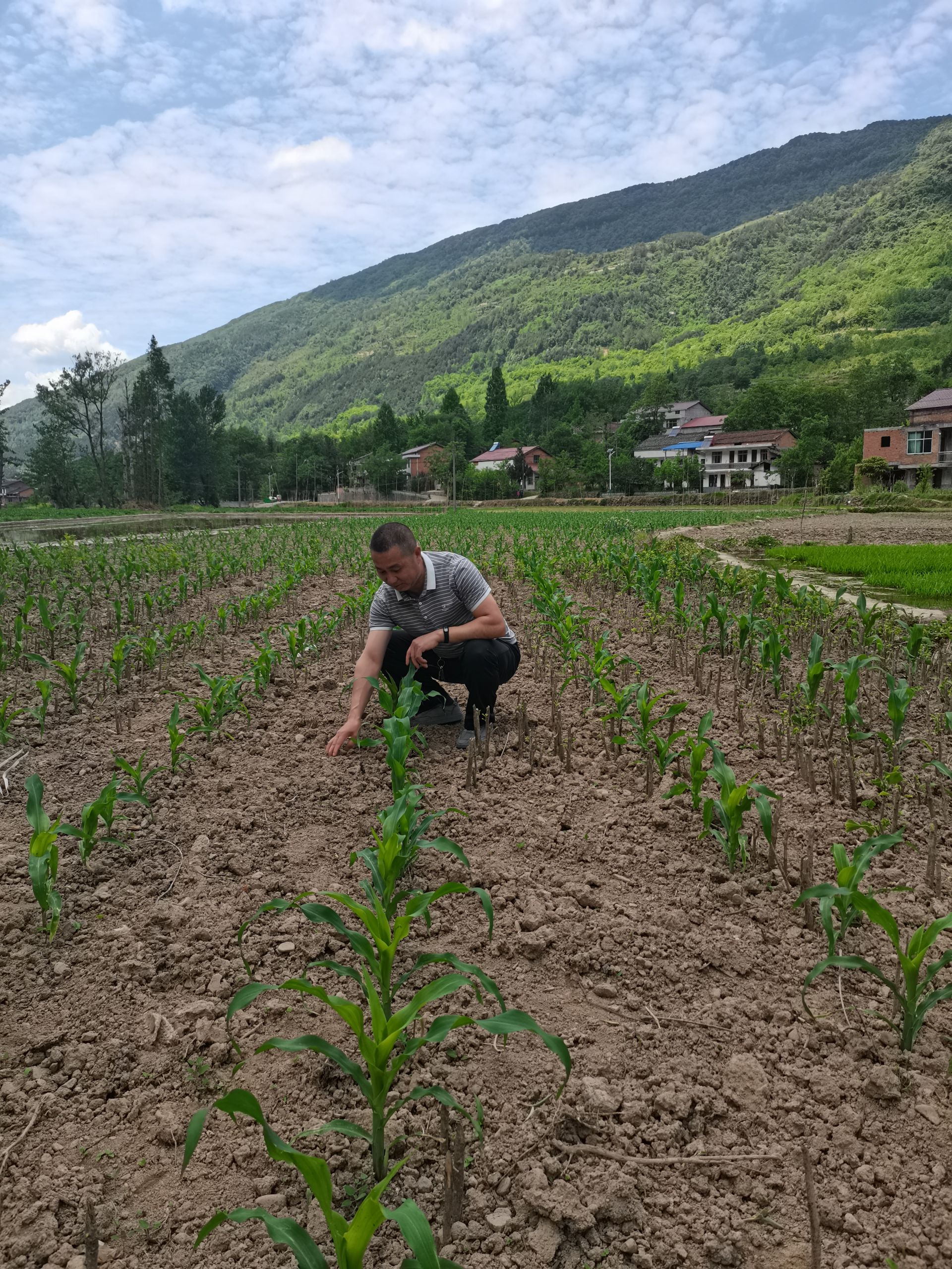 165户脱贫户用免费种子点种玉米260亩