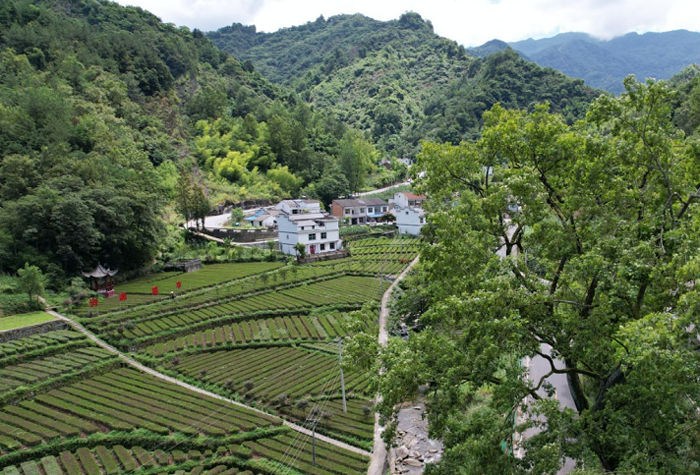 三元村茶园观光区