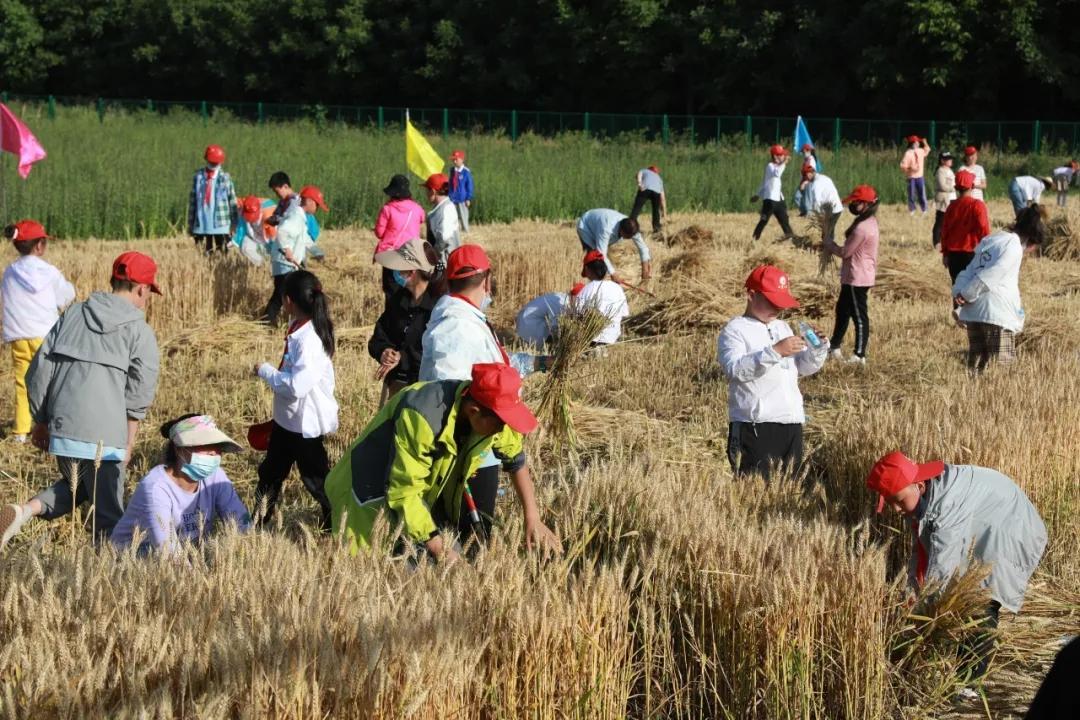 在夏收农忙季节,宝鸡市陈仓区西堡小学组织开展以"割麦子 拾麦穗 颗粒