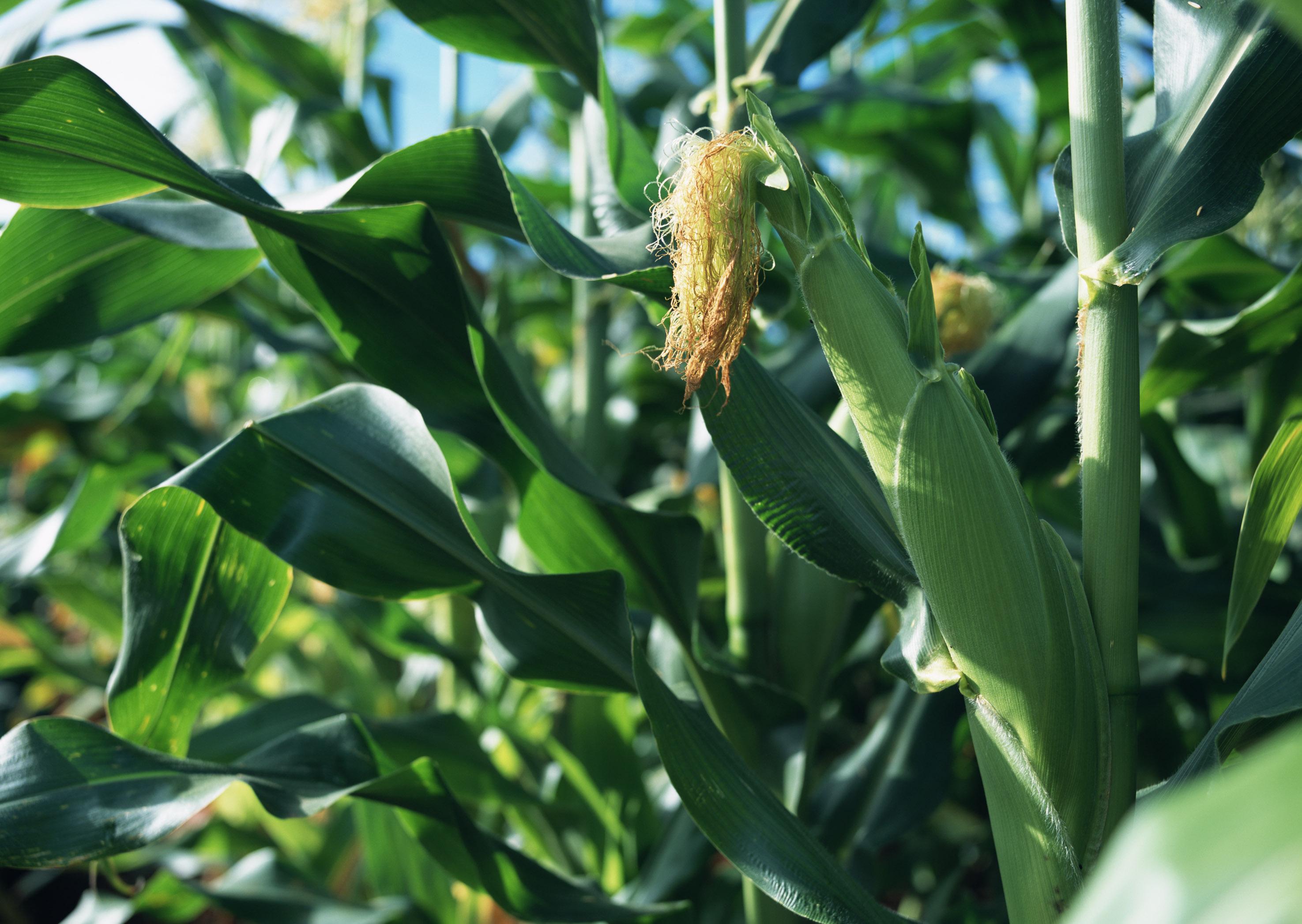 2022年夏玉米科学灌溉技术指导意见_陕西农村网