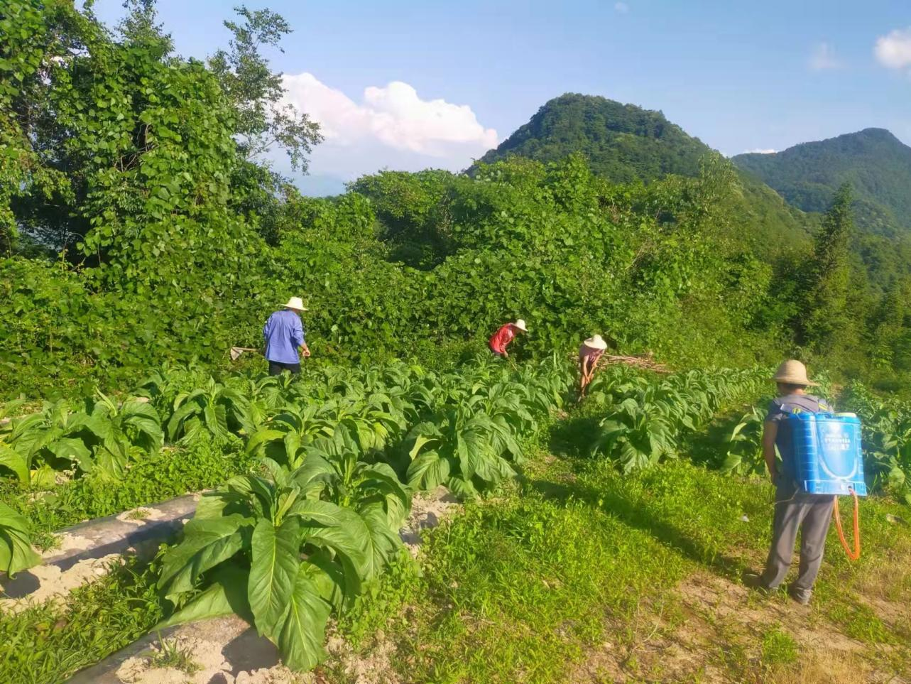 增量的最佳时节,走进南宫山镇展望村种烟大户刘美军的烤烟种植基地