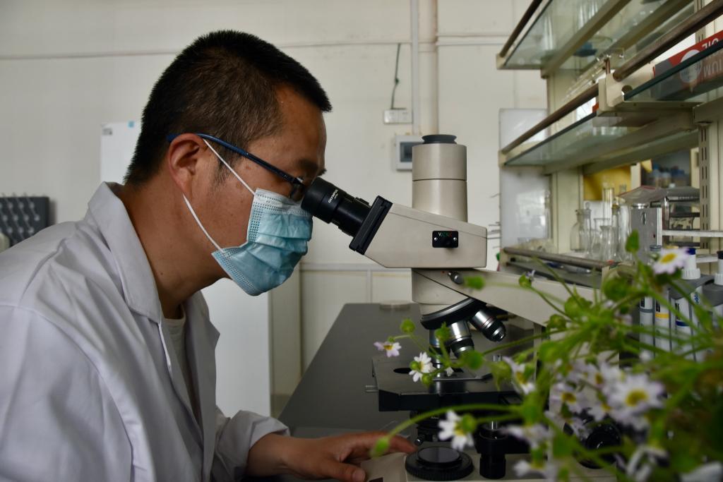 张莹在实验室查看陕西羽叶报春种子情况。新华每日电讯记者 郑昕 摄