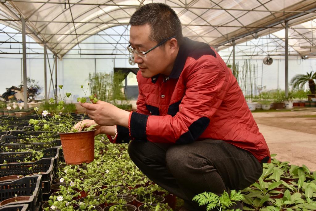 张莹在苗圃中观察人工培育的陕西羽叶报春长势。新华每日电讯记者 郑昕 摄