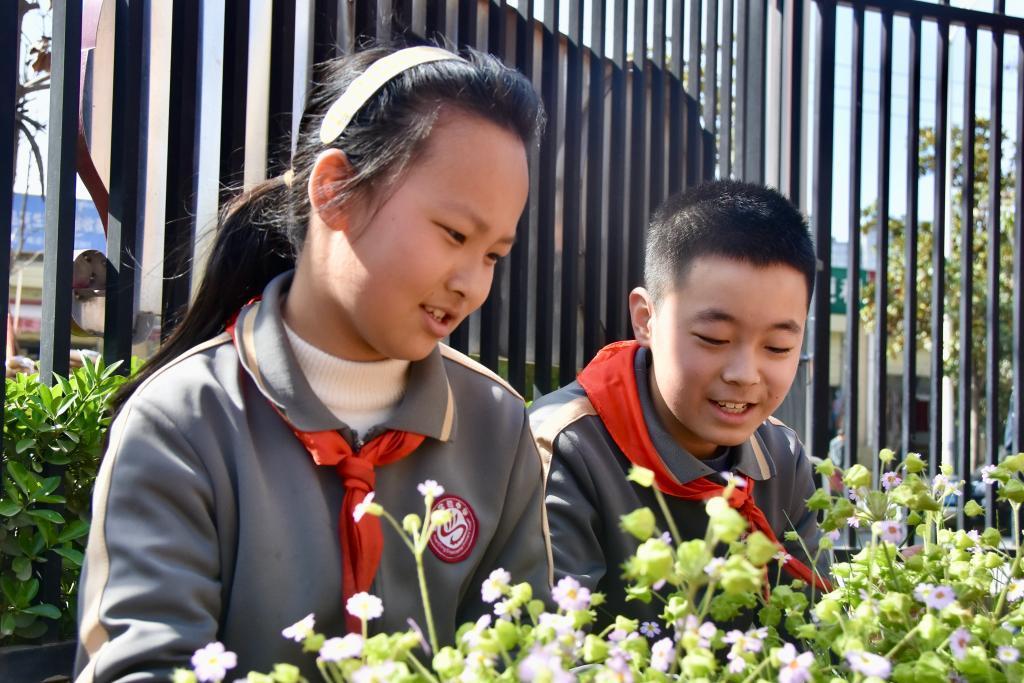 西安市莲湖区远东实验小学学生正在观察校园里的陕西羽叶报春。新华每日电讯记者 郑昕 摄