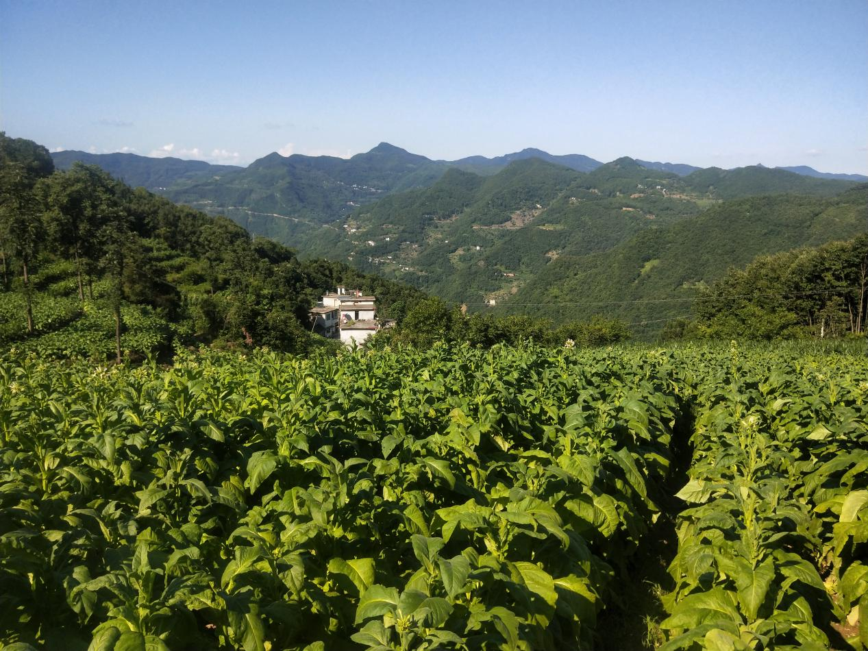 旬阳市棕溪镇乡村振兴学堂为乡村振兴赋能添力