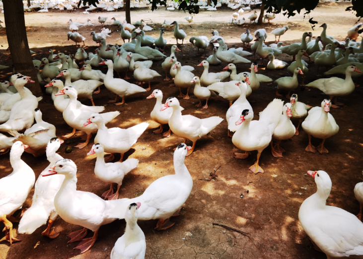 临渭区蒲阳村的红头雁