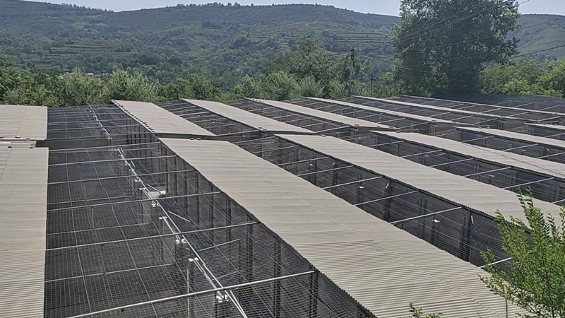 宝鸡渭北首家林麝养殖基地落户麟游县三年招引两户企业带动村企合作