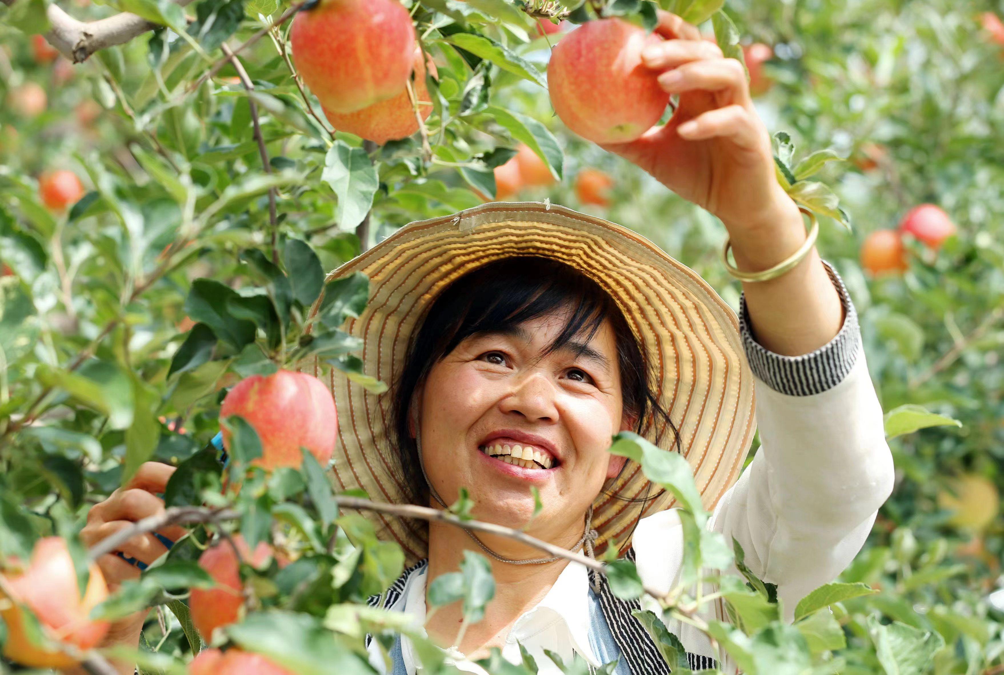 合阳县苹果喜丰收果农笑开颜