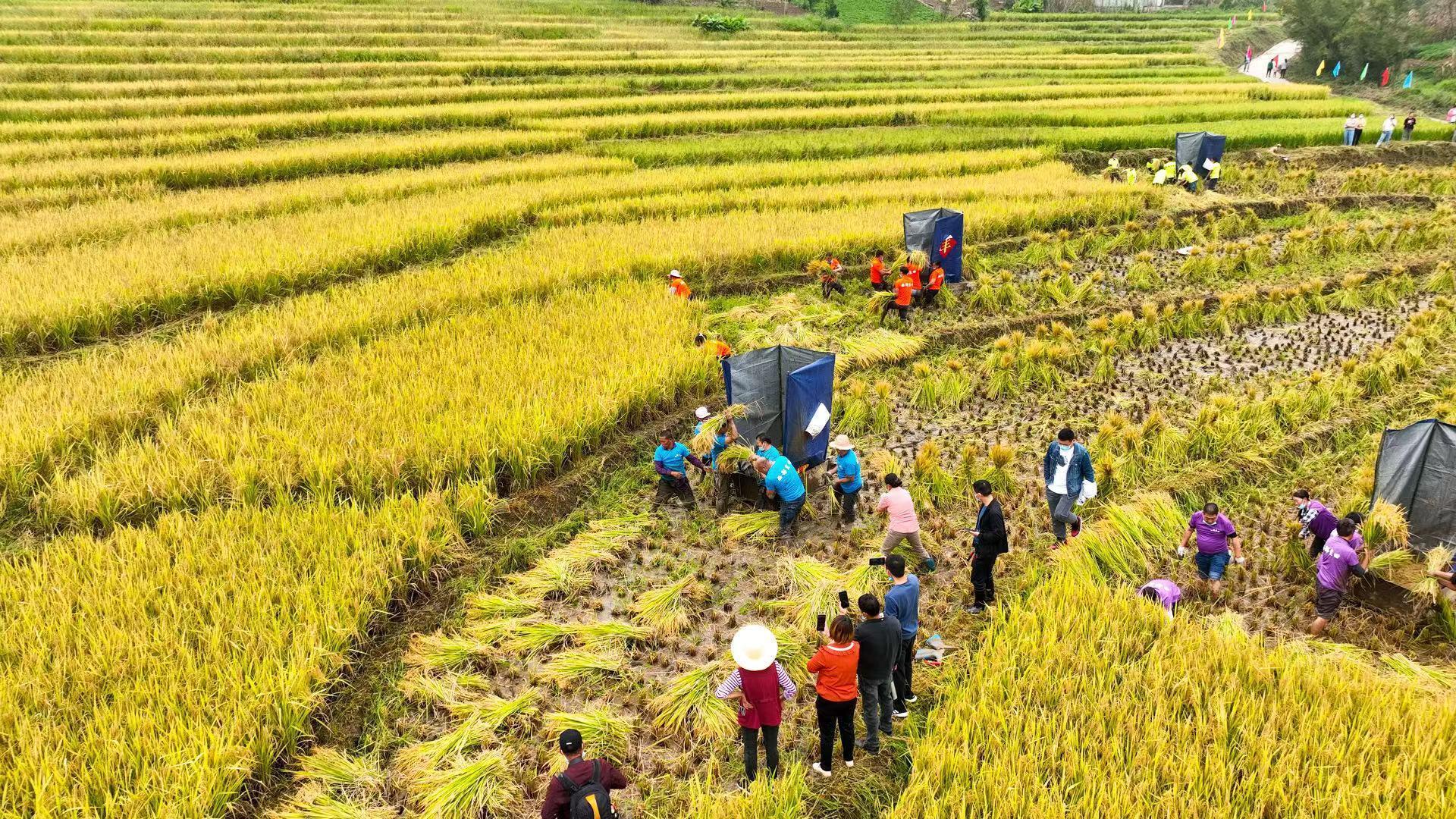 村民在收割水稻