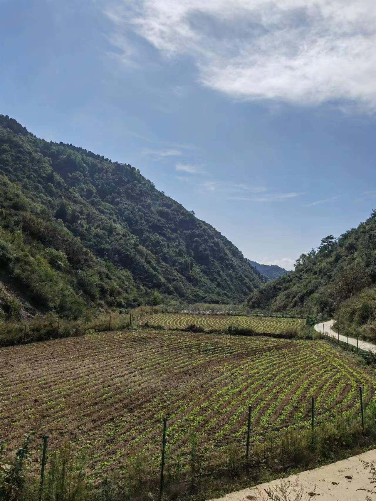 寶雞市渭濱區高家鎮秋收秋播正當時繪就鄉村好豐景