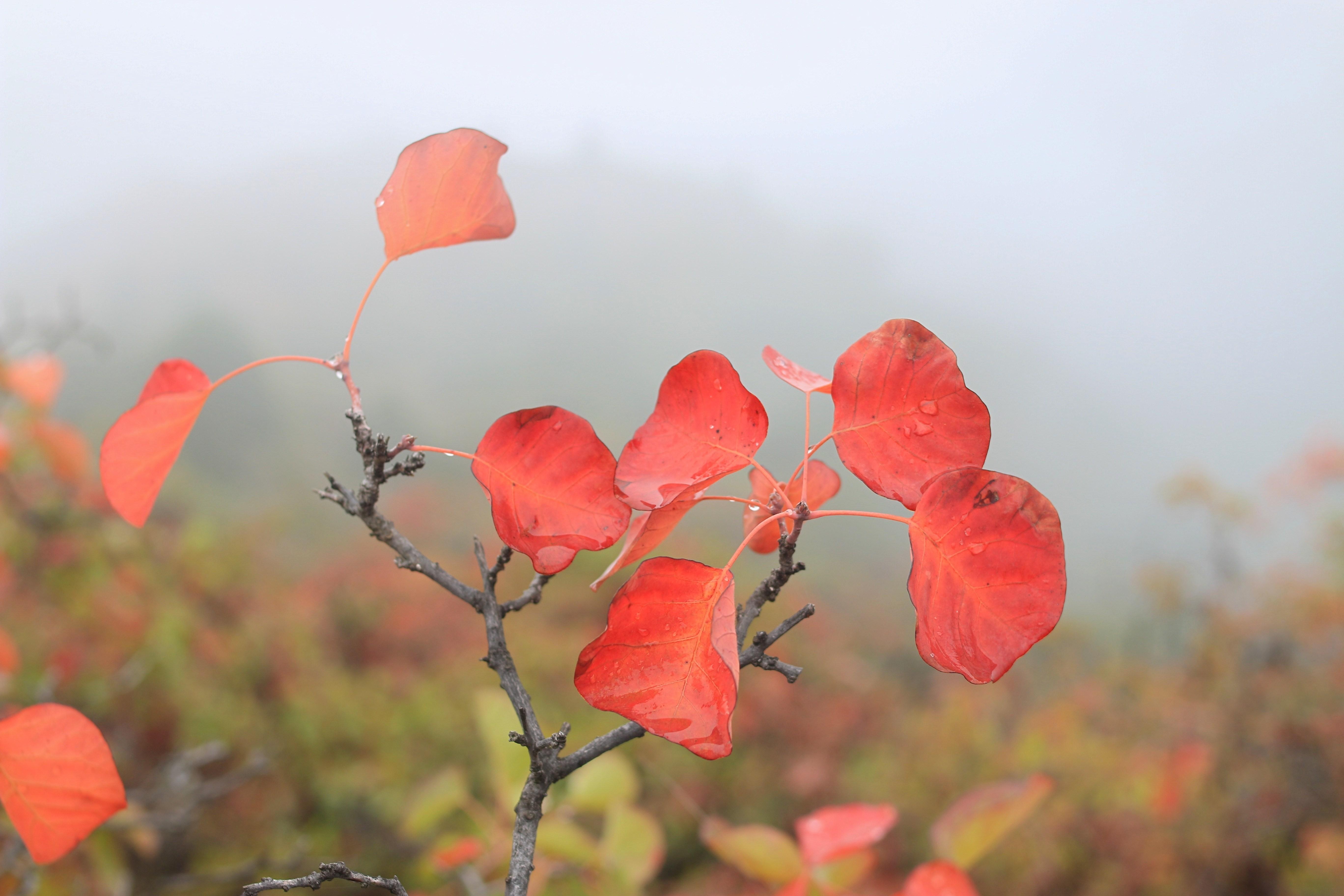 香山红叶