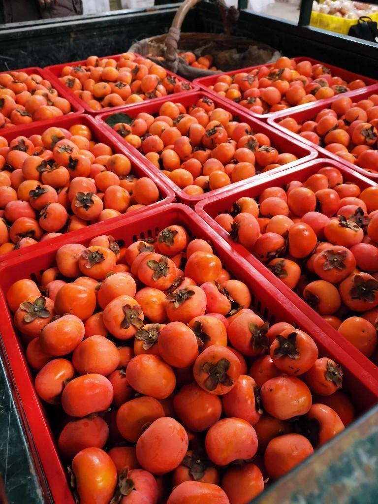 单人爬树采摘冷藏仓储保鲜临潼火晶柿子变身网红水果