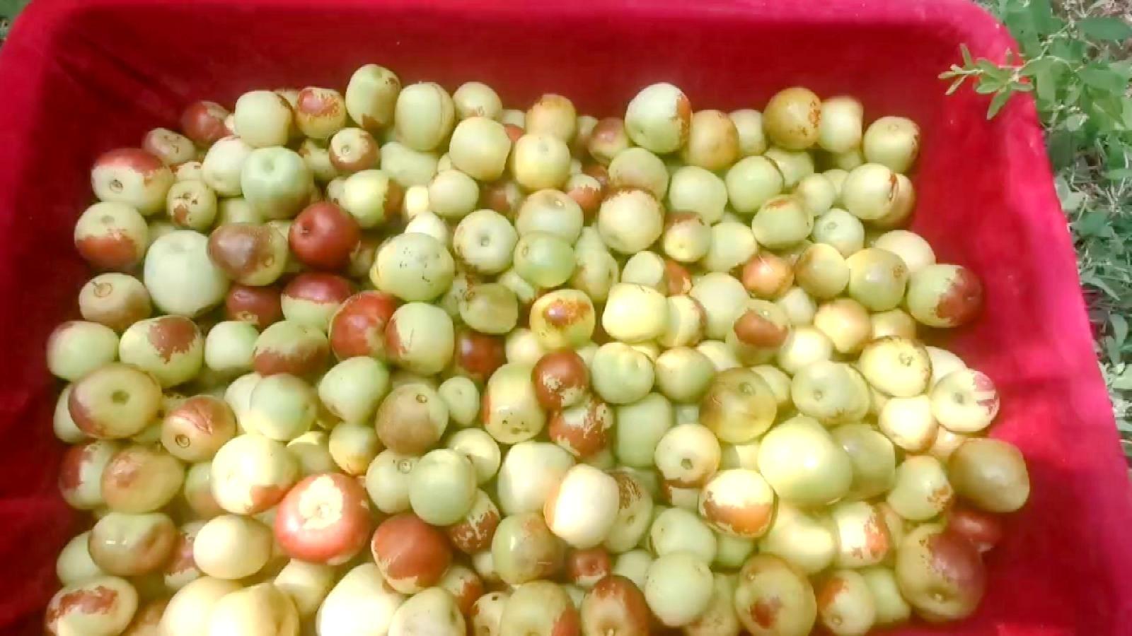 渭南市华州区冬枣丰收挂满枝