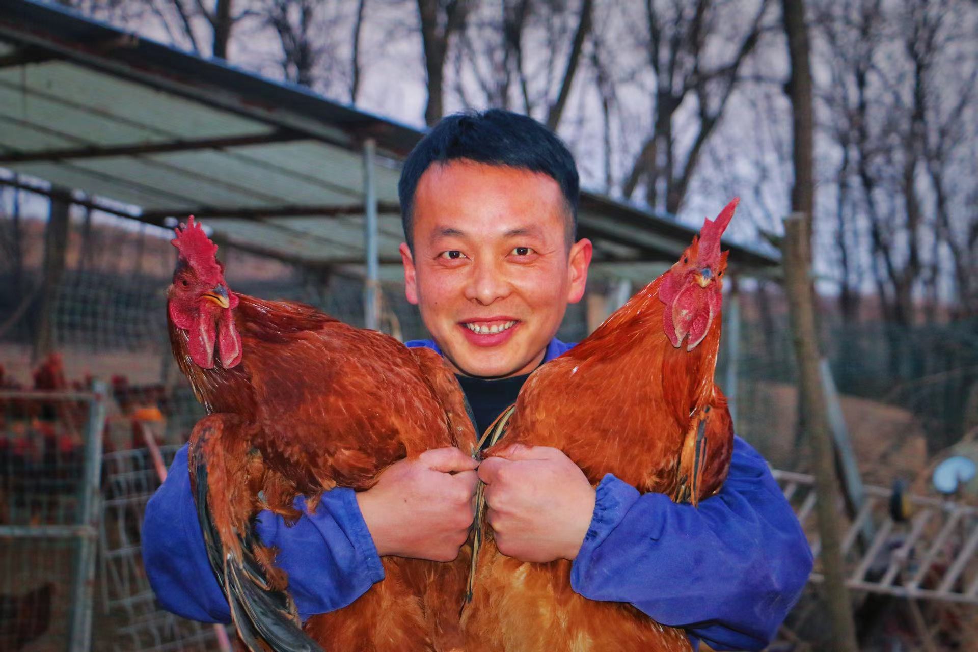 怎么养小鸡的视频 10520826_012a7531-bb79-4175-b447-caf8a9933d09.jpg