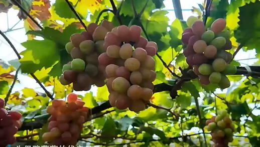 底部图片1