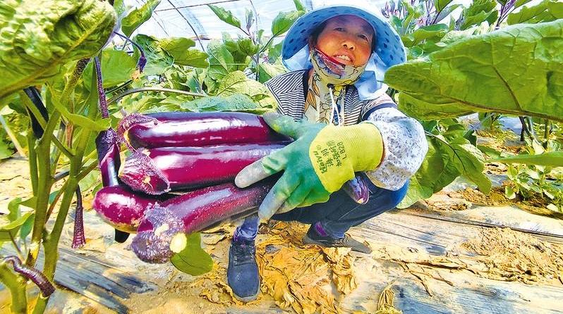 设施蔬菜促增收