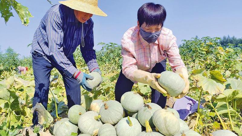 银栗南瓜喜获丰收